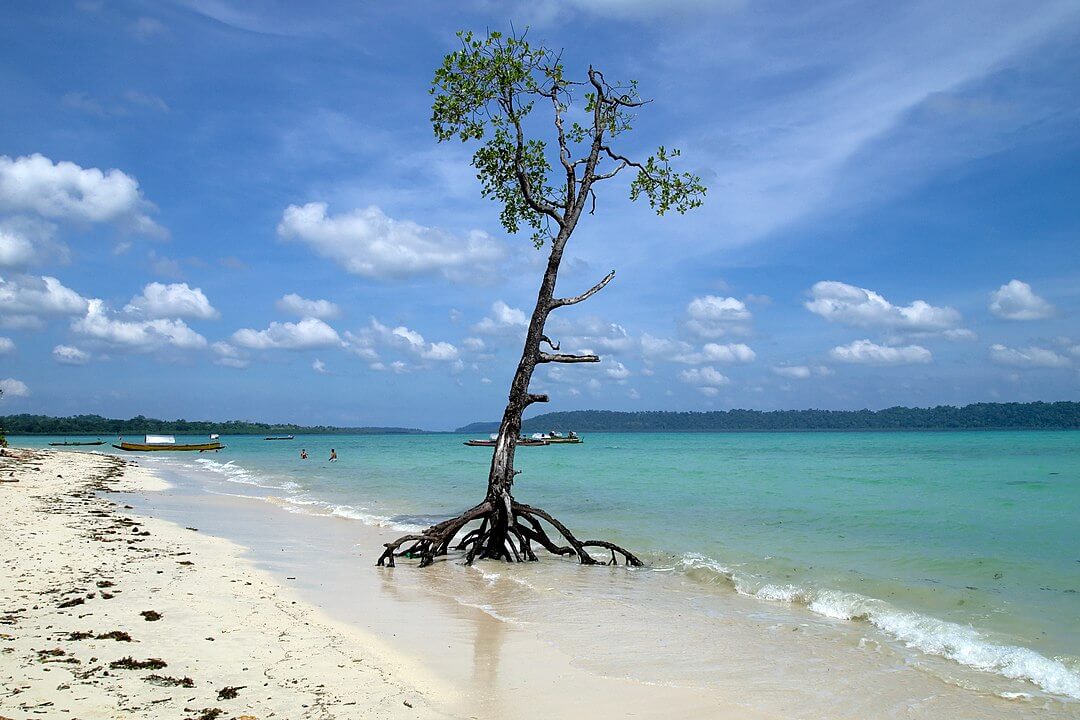 1080px-Havelock_Island,_Ethereal_mangrove_tree,_Andaman_Islands