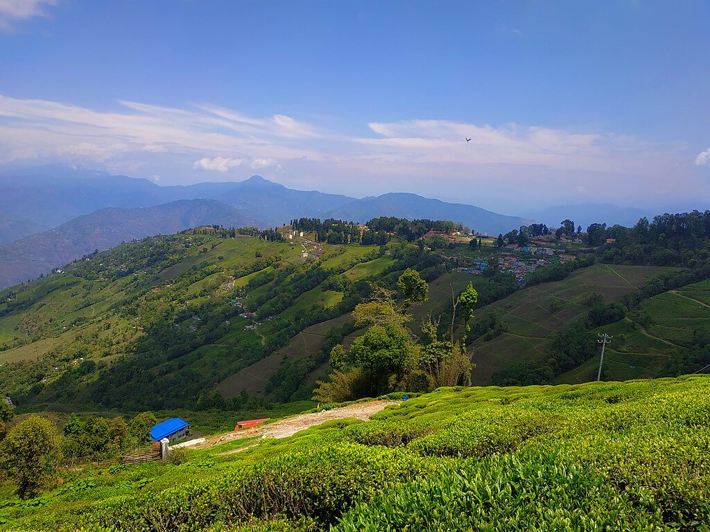 Tea_Estate,_Darjeeling