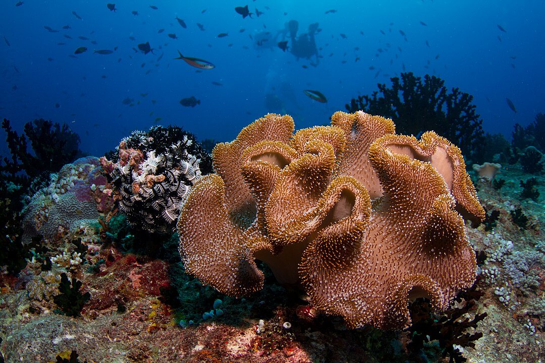 1080px-Maldives_soft_coral