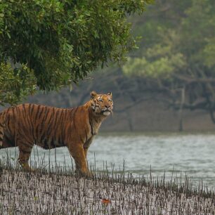 Sundarban