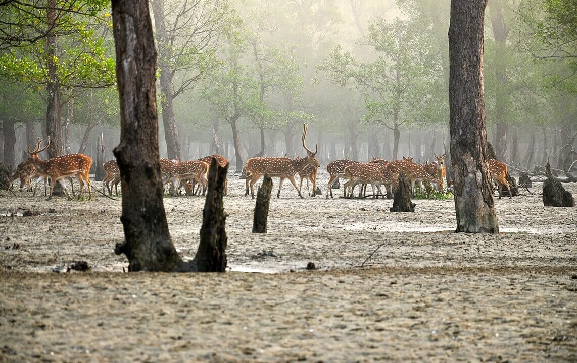 1142px-Axishirsche_in_den_Sundarbans