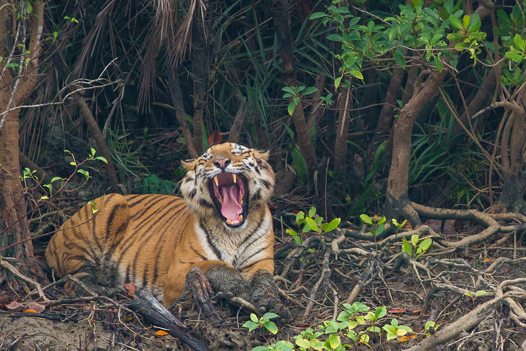 Bengal_Tiger_yawning_in_Sundarban