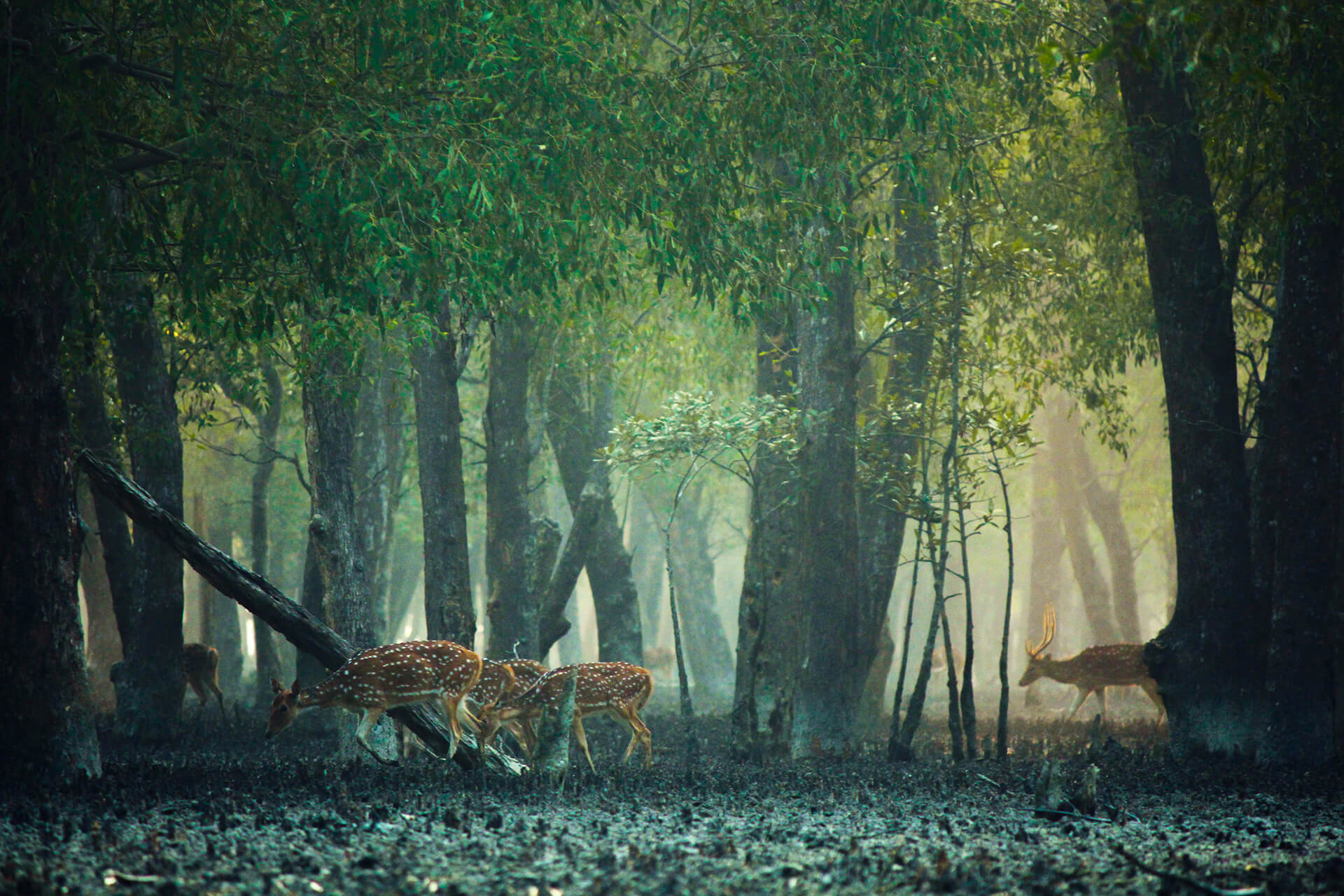 Deep_in_the_Sundarban (1)