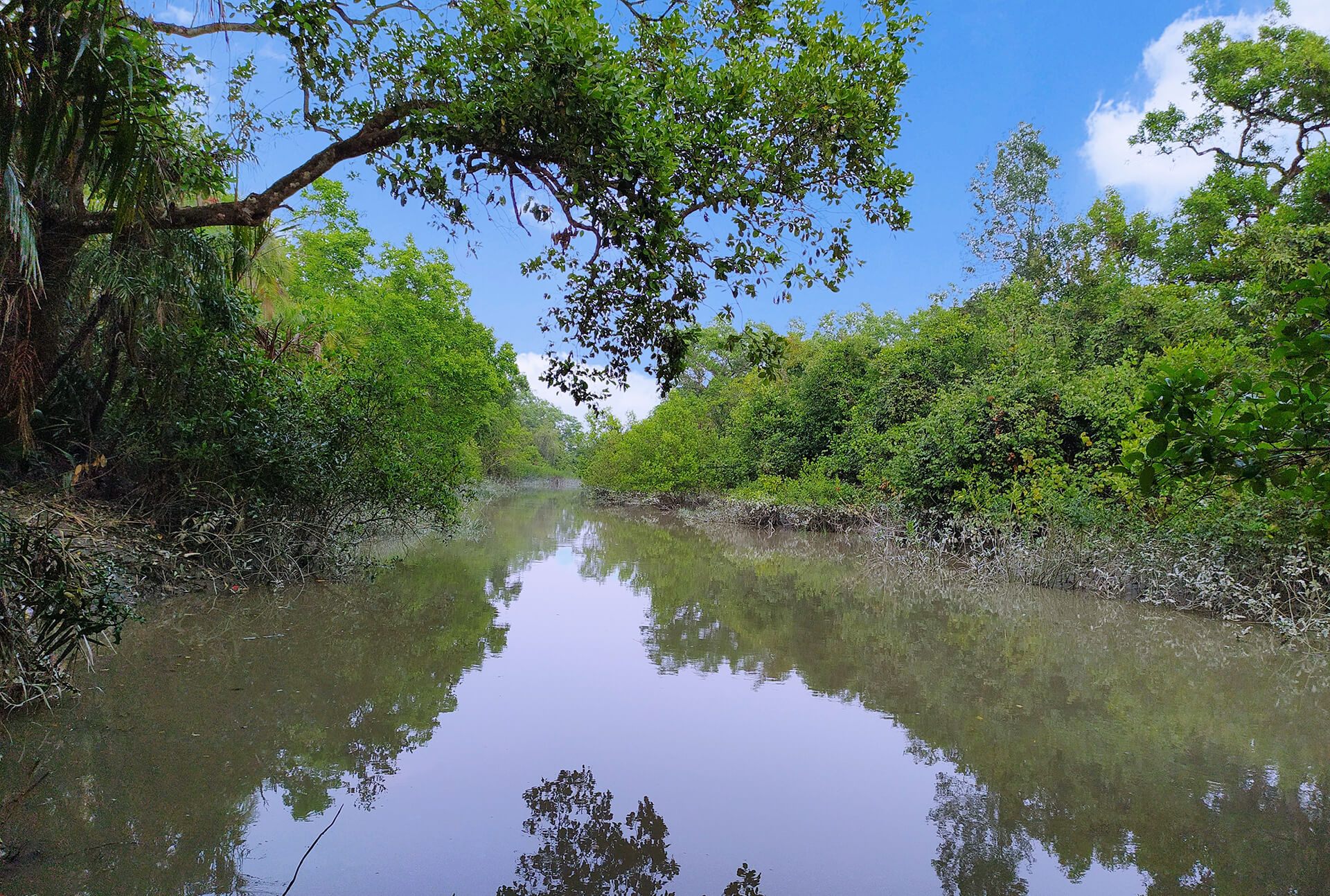 IMG.photo_of_sundarban