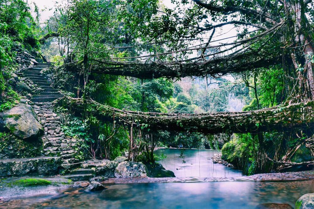 Root-bridges-in-Shillong (1)