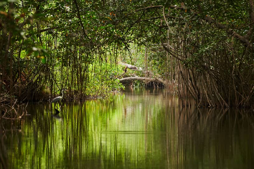 Sundarban-National-Park