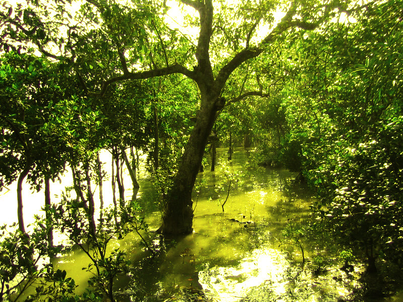 Sundarbans_02